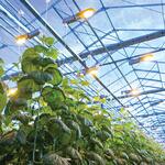 Agricultural lighting